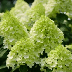Little Lime Punch® Panicle Hydrangea -GREAT GARDEN PLANTS HydrangeapaniculataLittleLimePunchP1238221 800x800 7a22f7c