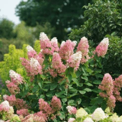 Pinky Winky Prime™ Panicle Hydrangea -GREAT GARDEN PLANTS HydrangeapaniculataPinkyWinkyPrimeDSC05225 1080x1080 e755a22