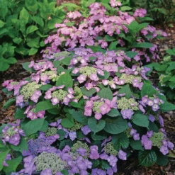 Tuff Stuff Top Fun™ Mountain Hydrangea -GREAT GARDEN PLANTS HydrangeaserrataTuffStuffTopFunP1195775 1080x1080 3177454