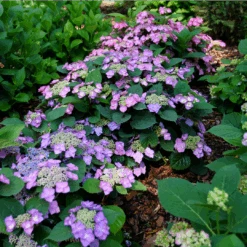 Tuff Stuff Top Fun™ Mountain Hydrangea -GREAT GARDEN PLANTS HydrangeaserrataTuffStuffTopFunP1195777 1080x1080 99624e0