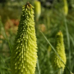 'Ice Queen' Red Hot Poker (Kniphofia) -GREAT GARDEN PLANTS Ice Queen Red Hot Poker Kniphofia