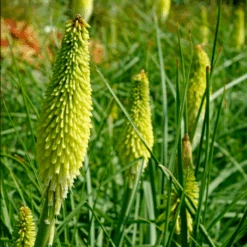 'Ice Queen' Red Hot Poker (Kniphofia)