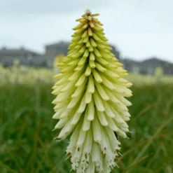 'Ice Queen' Red Hot Poker (Kniphofia) -GREAT GARDEN PLANTS Ice Queen Red Hot Poker Kniphofia 3