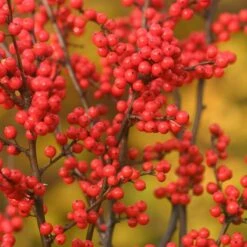 Berry Heavy® Winterberry Holly -GREAT GARDEN PLANTS Ilex verticillata Berry Heavy 1 P 38bd9223 c466 47f9 b4bf f6bad7e55853 sw