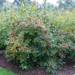 Berry Heavy® Winterberry Holly -GREAT GARDEN PLANTS Ilex verticillata Berry Heavy 4 P 6211a666 1bfb 4d1f 8fdd 124b36bb1841 sw