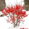 Berry Poppins® Winterberry Holly