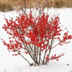 Berry Poppins® Winterberry Holly 15 Berry Poppins® Winterberry Holly -GREAT GARDEN PLANTS Ilex verticillata Berry Poppins 2 P 9f12aa00 873a 458b ac28 b0c67e7fe889 sw