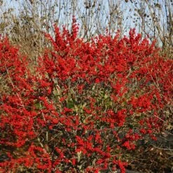 Berry Poppins® Winterberry Holly 14 Berry Poppins® Winterberry Holly -GREAT GARDEN PLANTS Ilex verticillata Berry Poppins 6 P 4d74fbf5 874a 4d13 a2c0 0081f811afff sw