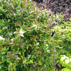 Castle Rouge™ Blue Holly -GREAT GARDEN PLANTS Ilex x meserveae Castle Rouge 54