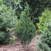 Hedge Box™ Japanese Holly (Ilex)