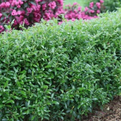 Gem Box® Inkberry Holly -GREAT GARDEN PLANTS IlexglabraGemBoxIMG 1642 800x800 5de1921