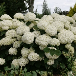 Incrediball Storm Proof™ Smooth Hydrangea