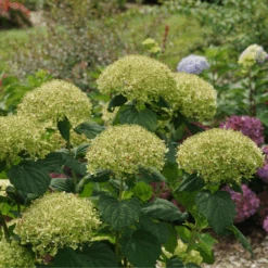 Incrediball Storm Proof™ Smooth Hydrangea -GREAT GARDEN PLANTS IncrediballStormProof SmoothHydrangea 3