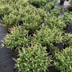 Fizzy Mizzy™ Sweetspire -GREAT GARDEN PLANTS IteaFizzyMizzyIMG 0223 sw