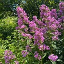 'Jeana' Tall Garden Phlox -GREAT GARDEN PLANTS JeanaGardenPhlox