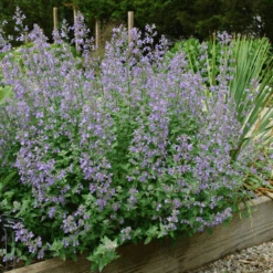 Junior Walker™ Catmint (Nepeta)