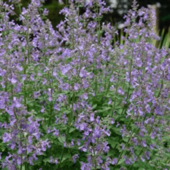 Junior Walker™ Catmint (Nepeta) -GREAT GARDEN PLANTS JuniorWalkerCatmint 3