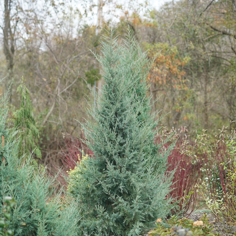 Aquavita™ Juniper 2 Aquavita™ Juniper - Image 2