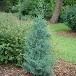 Aquavita™ Juniper 6 Aquavita™ Juniper -GREAT GARDEN PLANTS Juniperus Aquavita 3