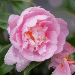 Just Chill™ Double Pink Camellia