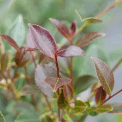 Just Chill™ Double Pink Camellia -GREAT GARDEN PLANTS JustChill DoublePinkCamellia 2