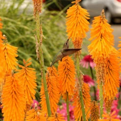 'Mango Popsicle' Red Hot Poker -GREAT GARDEN PLANTS Kniphofia Mango Popsicle 6