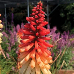 'Orange Vanilla Popsicle' Red Hot Poker -GREAT GARDEN PLANTS Kniphofia Orange Vanilla Popsicle 6