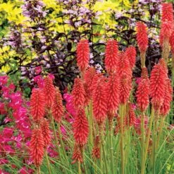'Redhot Popsicle' Red Hot Poker -GREAT GARDEN PLANTS Kniphofia Redhot Popsicle 2