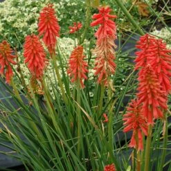 'Redhot Popsicle' Red Hot Poker -GREAT GARDEN PLANTS Kniphofia Redhot Popsicle 4