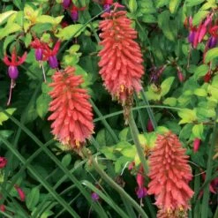 'Redhot Popsicle' Red Hot Poker -GREAT GARDEN PLANTS Kniphofia Redhot Popsicle 5