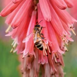 'Redhot Popsicle' Red Hot Poker -GREAT GARDEN PLANTS Kniphofia Redhot Popsicle 6 1