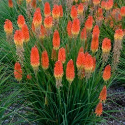 Pyromania™ 'Backdraft' Red Hot Poker -GREAT GARDEN PLANTS Kniphofia Backdraft 3 P