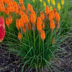 Pyromania™ 'Orange Blaze' Red Hot Poker -GREAT GARDEN PLANTS Kniphofia Orange Blaze 2 P