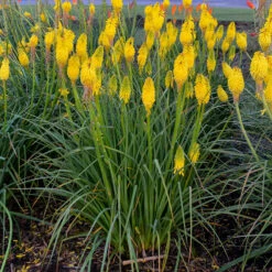 Pyromania™ 'Solar Flare' Red Hot Poker -GREAT GARDEN PLANTS Kniphofia Solar Flare 2 P