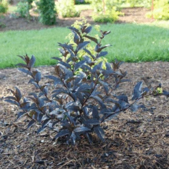 Kodiak Jet Black™ Diervilla -GREAT GARDEN PLANTS KodiakJetBlack Diervilla 1