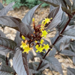 Kodiak Jet Black™ Diervilla -GREAT GARDEN PLANTS KodiakJetBlack Diervilla 2