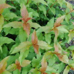 Kodiak Spiced™ Diervilla -GREAT GARDEN PLANTS KodiakSpiced Diervilla 1