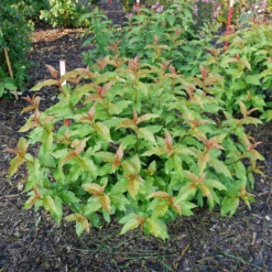 Kodiak Spiced™ Diervilla -GREAT GARDEN PLANTS KodiakSpiced Diervilla 2