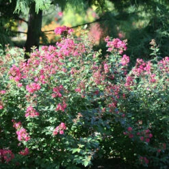 Infinitini® Magenta Crapemyrtle -GREAT GARDEN PLANTS Lagerstroemia Infinitini Magenta 3 P
