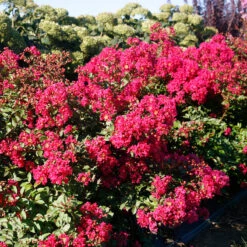 Infinitini Watermelon® Crapemyrtle -GREAT GARDEN PLANTS Lagerstroemia Infinitini Watermelon 3 P