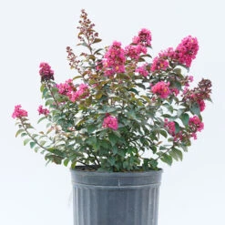 Rikki Tikki® Pink Crapemyrtle 6 Rikki Tikki® Pink Crapemyrtle -GREAT GARDEN PLANTS Lagerstromea Rikki Tikki Pink 3 P