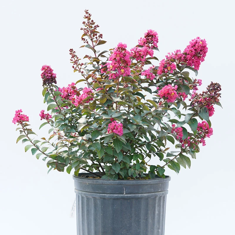 Rikki Tikki® Pink Crapemyrtle 3 Rikki Tikki® Pink Crapemyrtle - Image 3