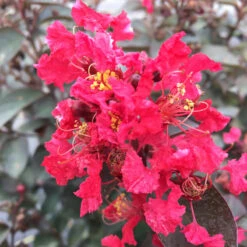 Rikki Tikki® Rouge Crapemyrtle