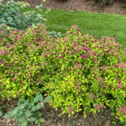 Double Play® Dolly™ Spirea -GREAT GARDEN PLANTS Landscapeviewoftheroundedcarefreehabitof yyt