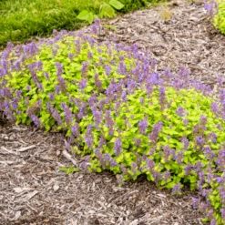'Lemon Purrfection' Catmint (Nepeta) -GREAT GARDEN PLANTS LemonPurrfection Catmint Nepeta 2