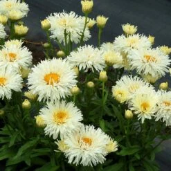 'Coconut' Double Shasta Daisy -GREAT GARDEN PLANTS Leucanthemum Coconut 2