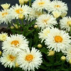 'Coconut' Double Shasta Daisy -GREAT GARDEN PLANTS Leucanthemum Coconut 3