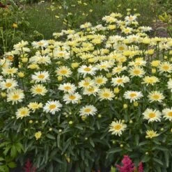 Amazing Daisies® 'Banana Cream' Shasta -GREAT GARDEN PLANTS Leucanthemum Banana Cream 2 P 70ca4ab5 25ef 449f 9d4d 1238edb1ed89 sw