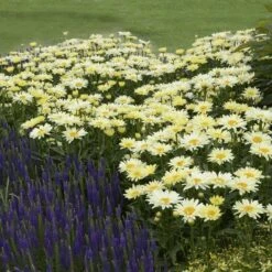 Amazing Daisies® 'Banana Cream' Shasta -GREAT GARDEN PLANTS Leucanthemum Banana Cream 3 P 2b9bf5b7 58a6 4268 b2df 820fd2810532 sw