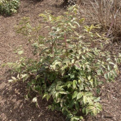 Paisley Pup™ Doghobble -GREAT GARDEN PLANTS Leucothoe Paisley Pup IMG 9190